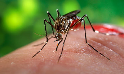 Liberan miles de mosquitos modificados genéticamente